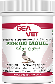 Geavet Pigeon Moult