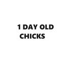 1 Day Old Chicks (Frozen)